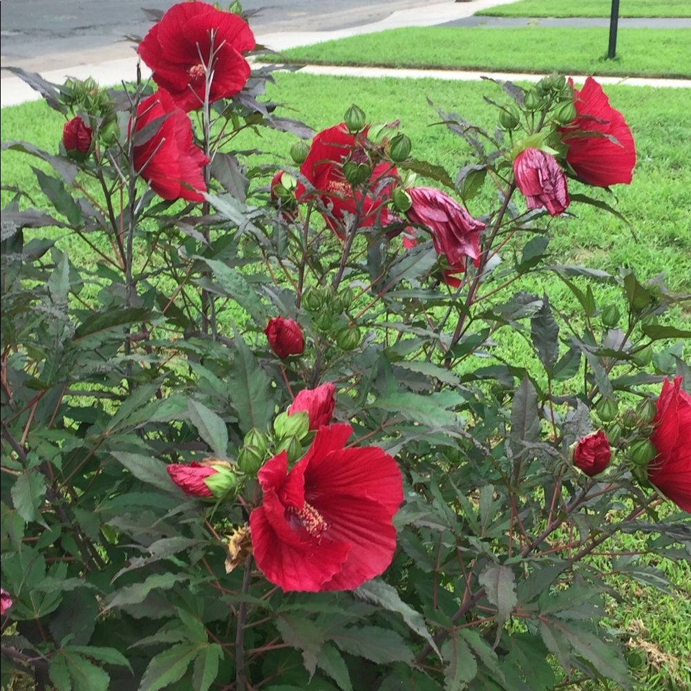 Meet your Posher, Tammara